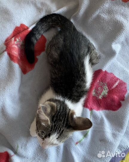 Котенок в добрые руки