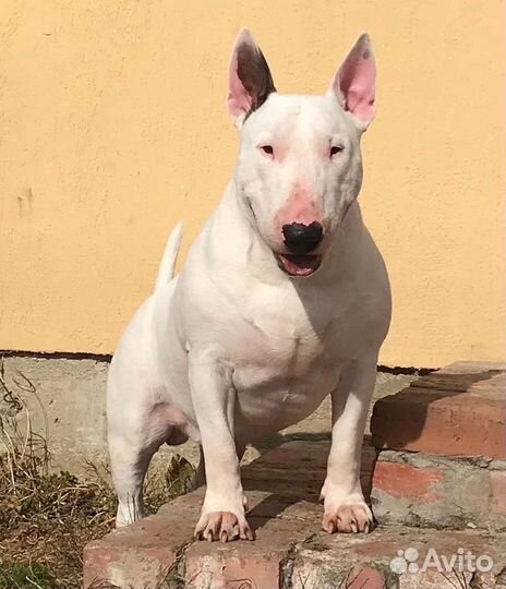 Щенки стандартного бультерьера