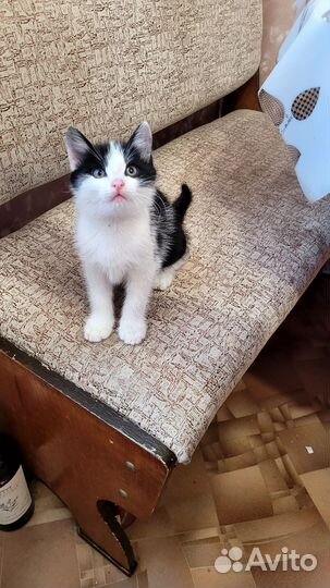 Кошка в дар