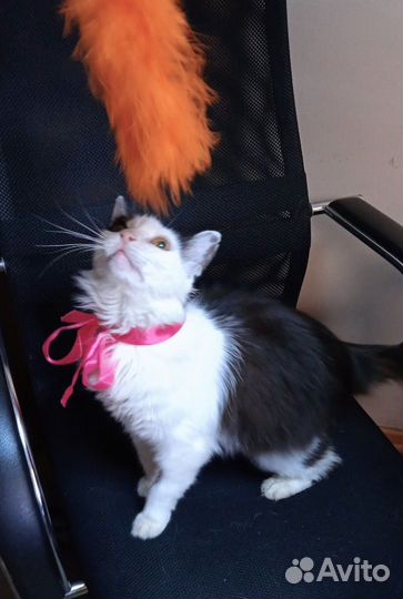 Кошка в дар