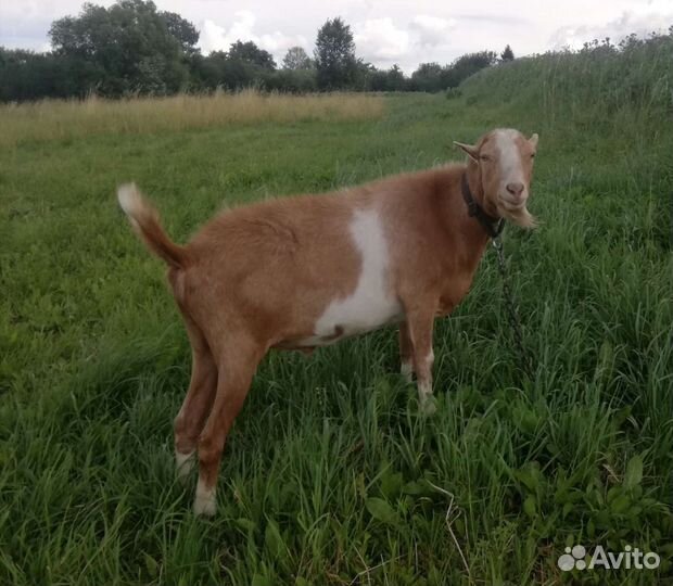 Козочки. Козлы