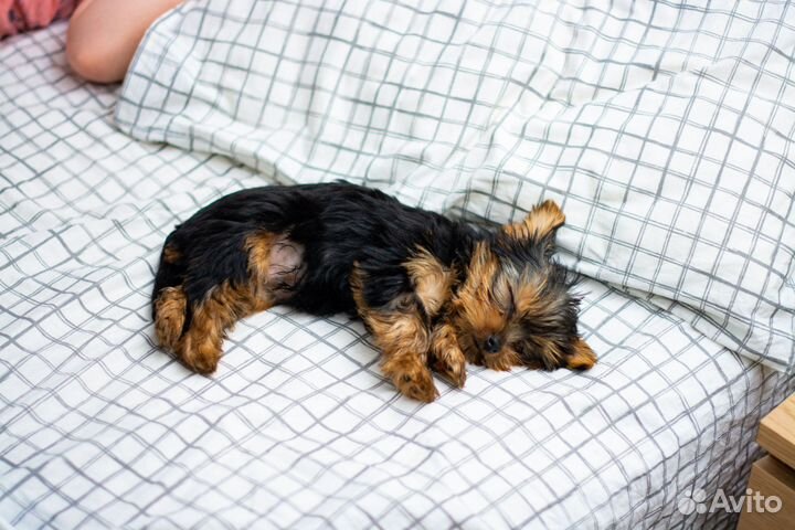 Йоркширский терьер