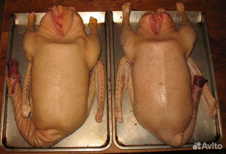 Мясо гуси кролик