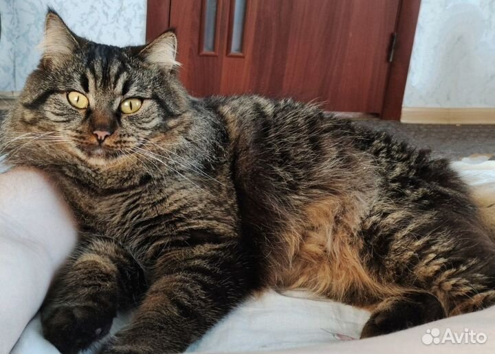 Отдам кота в добрые руки