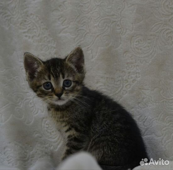 Кошки в добрые руки