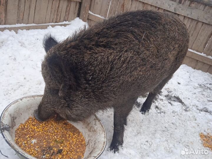 Кабаны вальерного содержания