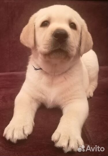 Щенки лабрадора