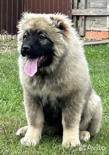 Кавказская овчарка