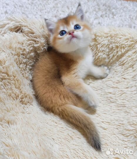 Шотландские котята