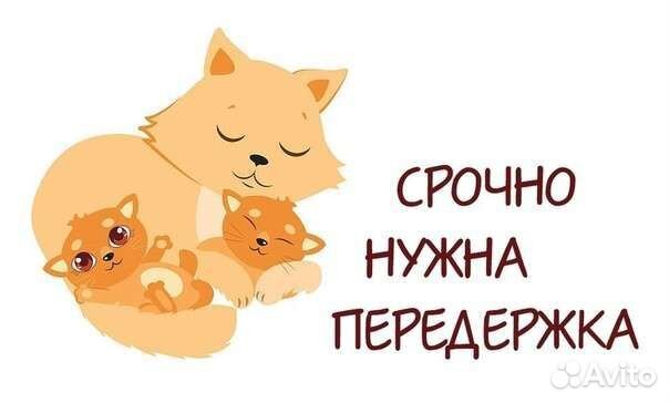 Нужен дом или передержка кошке с котятами