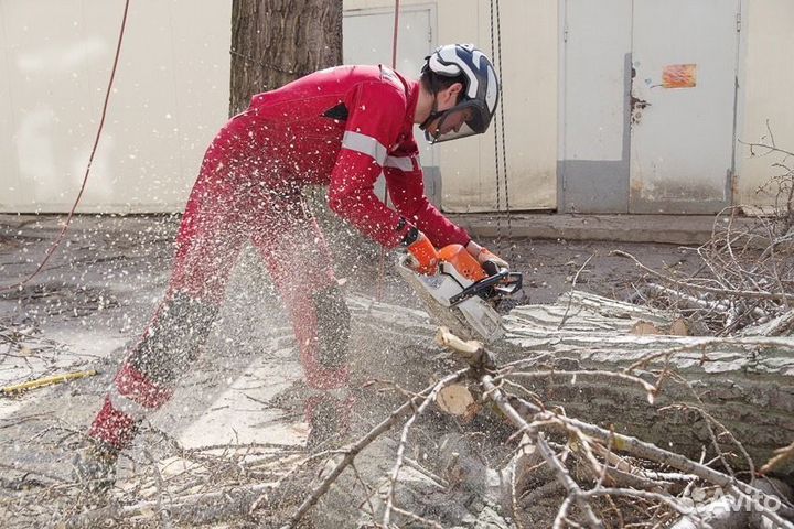 Пильщик деревьев