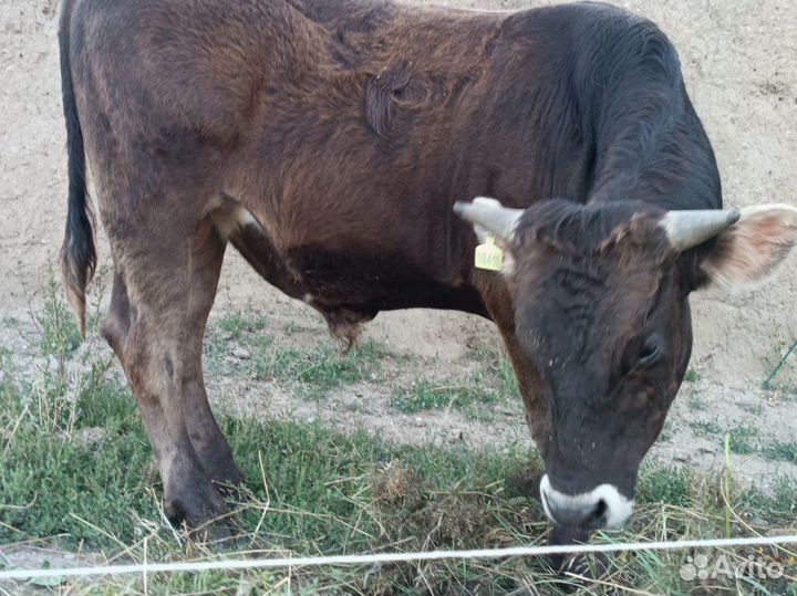 Бык на племя Швиц