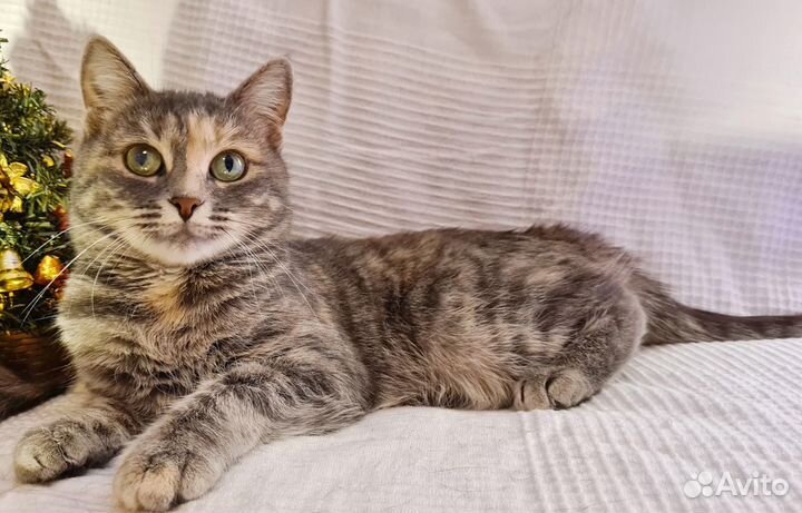 Кошка Соня ищет дом