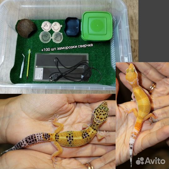 Эублефар с полным комплектом для содержания