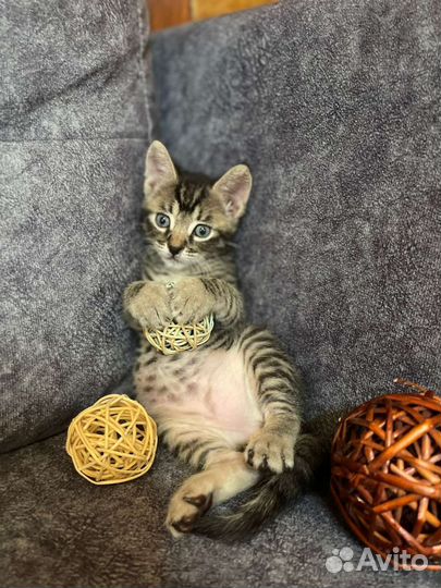Котенок в дар