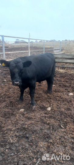 Быки абердин ангус