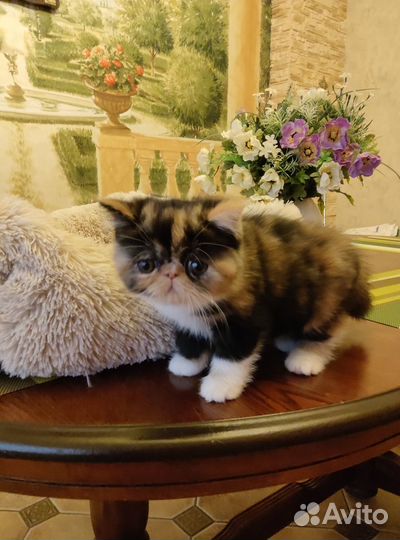 Экзот(девочка)