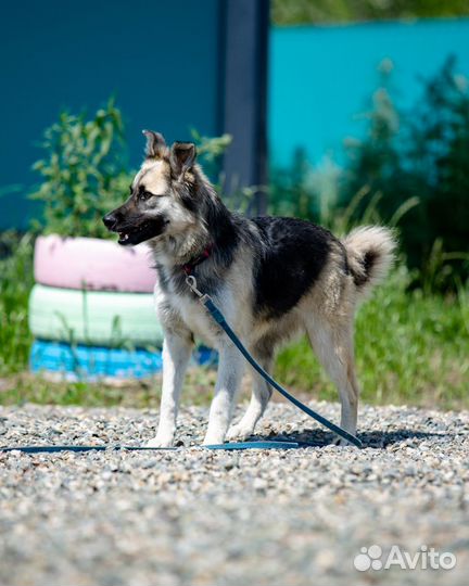 Сорбонна собака