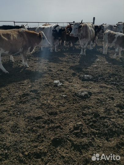 Корова телята и бычки