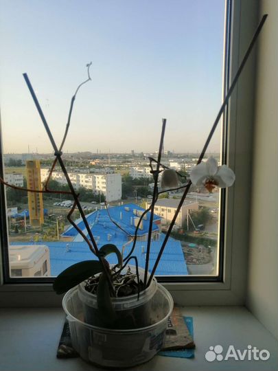 Орхидея бесплатно