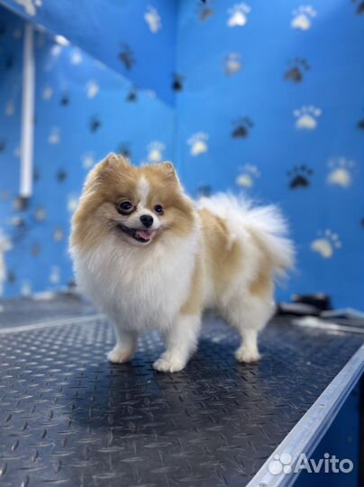 Стрижка собак и кошек/тримминг (груминг в Groomer)