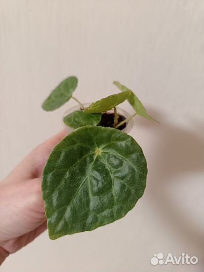 Алоказия блек вельвет