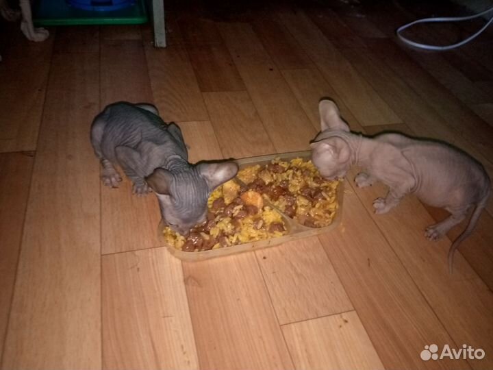 Канадский сфинкс котенок