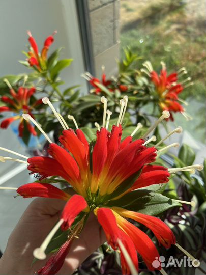 Горшечные цветы