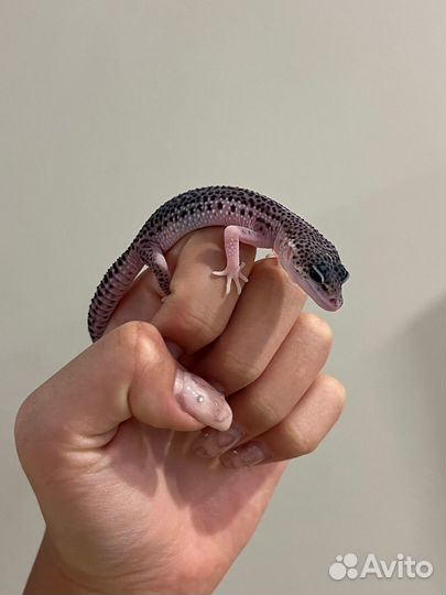 Геккон эублефар