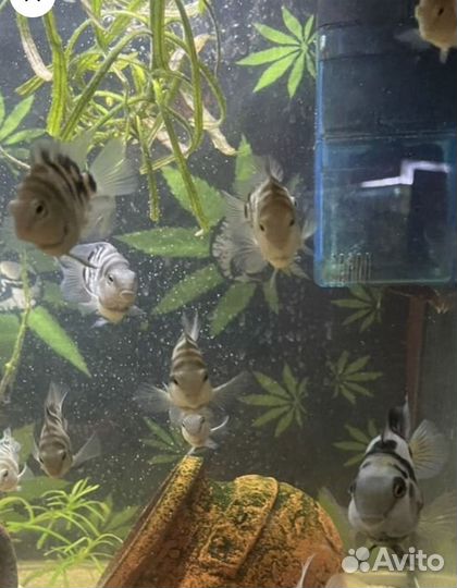 Рыба попугай панда Обмен