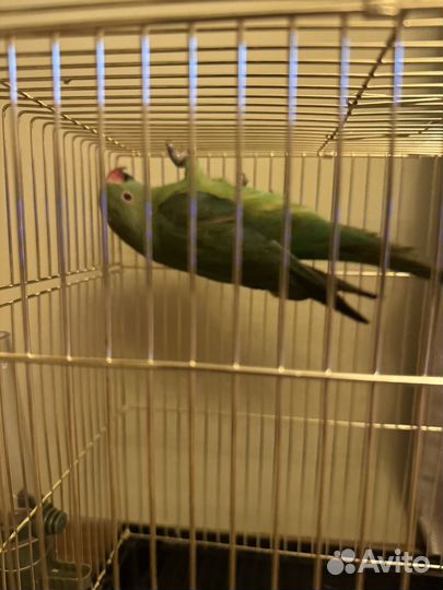 Ожереловый попугай птенец с клеткой