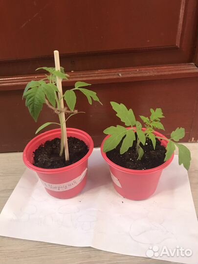 Рассада томатов интуиция