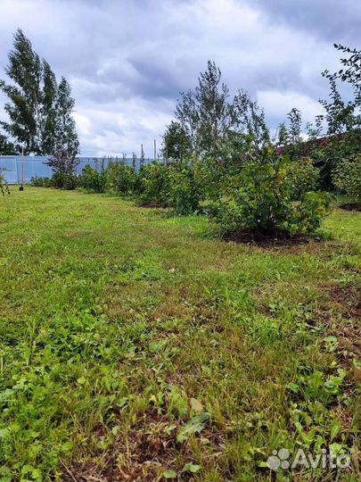 Саженцы черной смородины