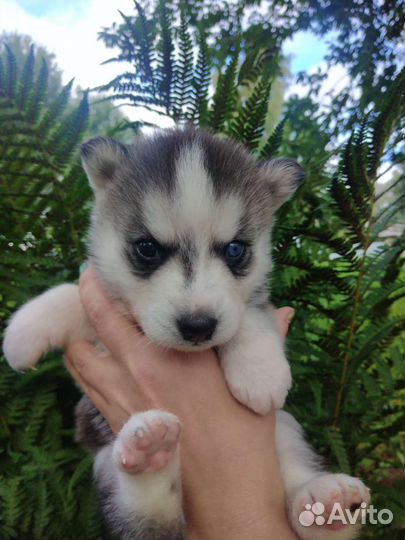 Щенки Хаски