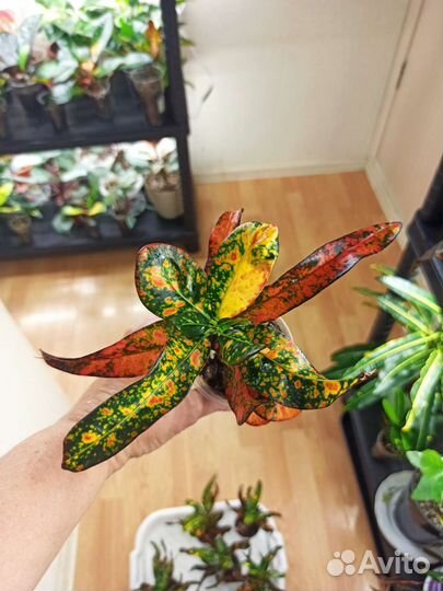 Кротон Батик