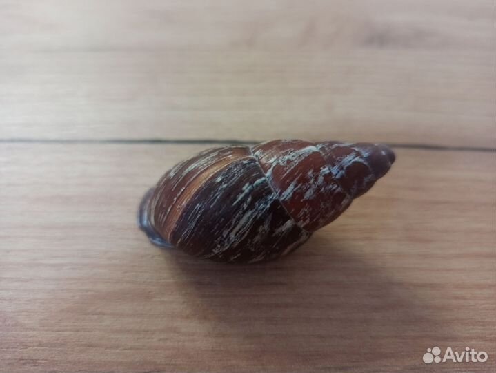 Морская раковина