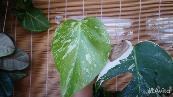 Монстера альба