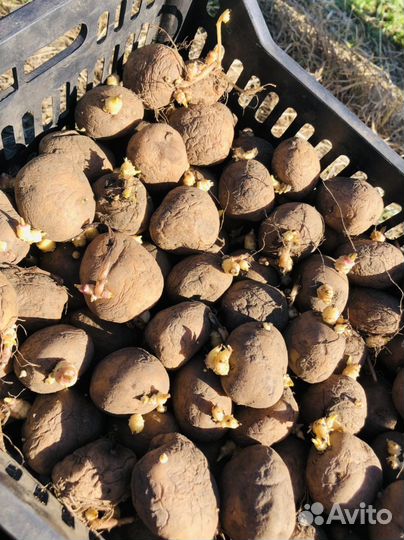 Продам семенной картофель