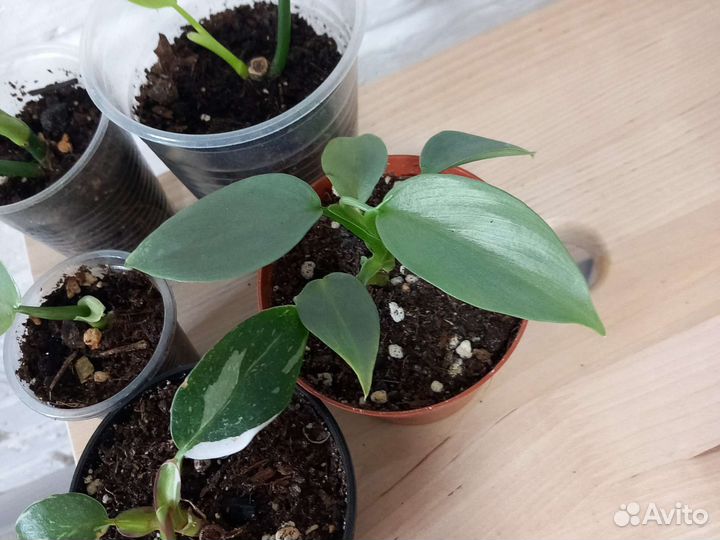 Филодендрон микс