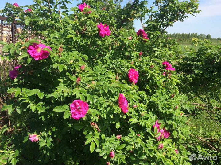 Роза морщинистая (роза ругоза), шиповник