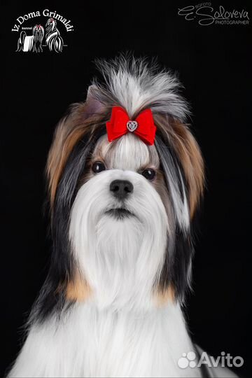 Бивер - кобель для вязок