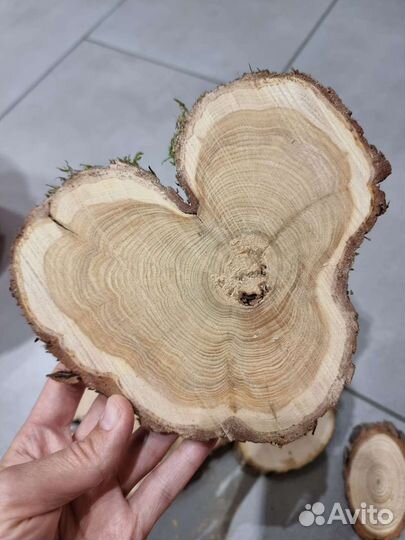 Спилы дерева. Можжевельник