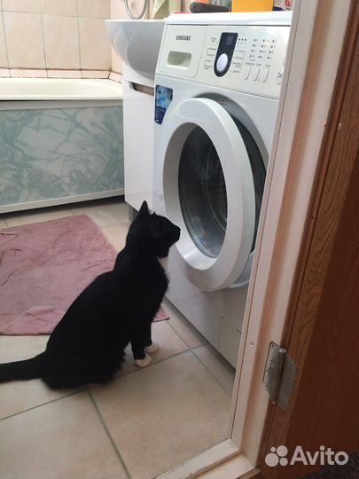 Кот обычный