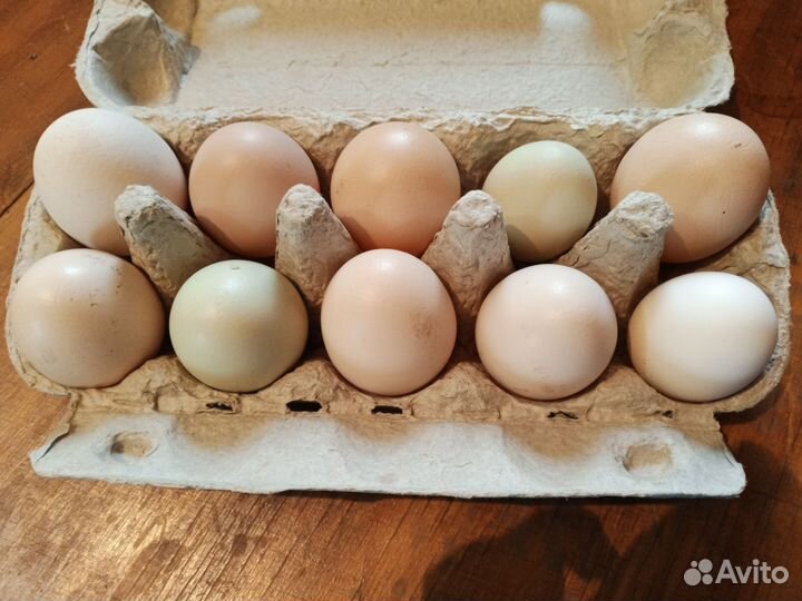 Домашние куриные яйца