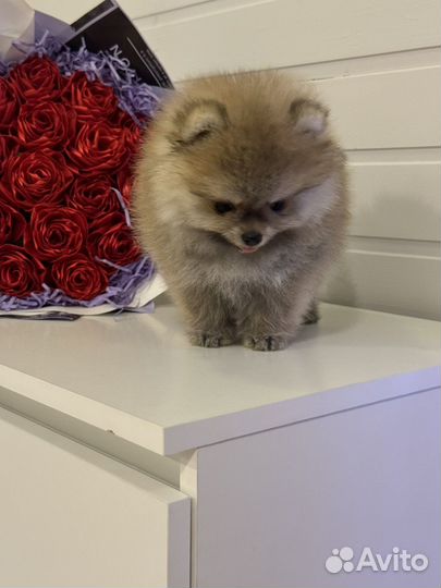 Померанский шпиц мини