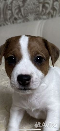 Джек Рассел терьер