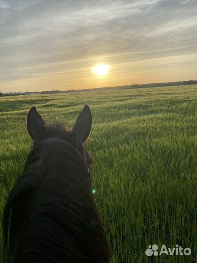 Конные прогулки и тренировки