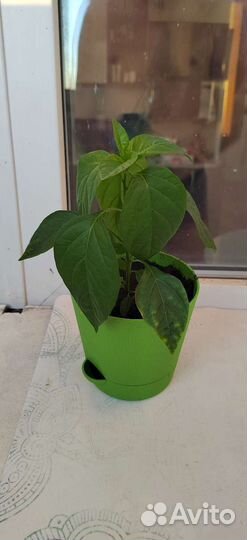 Острый перец в горшке