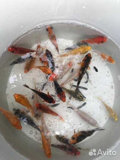 Малек рыба карп кои