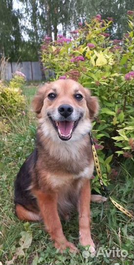 Собака-улыбака в добрые руки